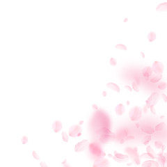 Sakura petals falling down. Romantic pink flowers corner. Flying petals on white square background. 