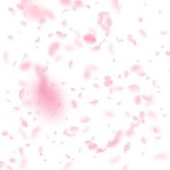 Fototapeta na wymiar Sakura petals falling down. Romantic pink flowers falling rain. Flying petals on white square backgr