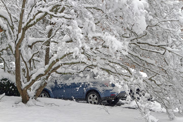 Snow Laden Tree Branches Cover a Car in Winter