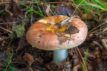 Bitter Russule mushroom