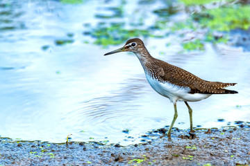 Green sandpiper or Tringa ochropus walks on lake