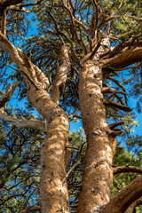 Looking Up a Sunlit Scots Pine Tree
