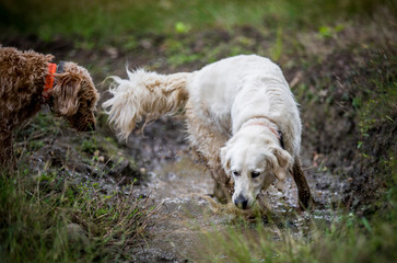 The Golden Retriever
