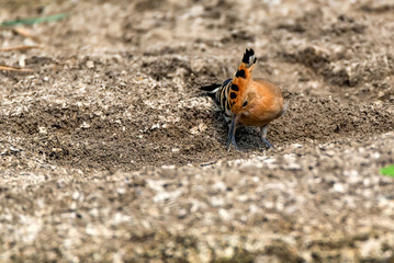 Common hoopoe or Upupa epops in steppe close