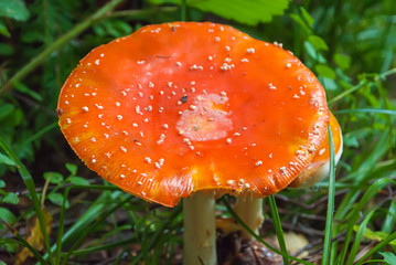 Amanita Muscaria, poisonous mushroom.