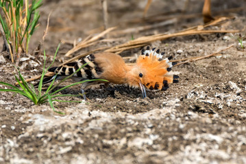 Common hoopoe or Upupa epops in steppe close