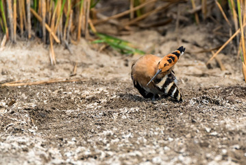 Common hoopoe or Upupa epops in steppe close