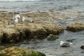Seagulls sitting on the rocks. Herring gulls having rest on the beach at low tide in Normandy, France. Seabirds, wildlife and nature concept