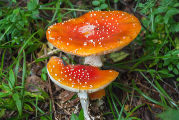 Amanita Muscaria, poisonous mushroom.