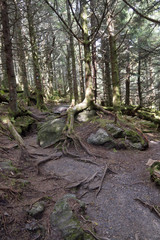 Naklejka na ściany i meble Old Mountain Forest Trail Where Tree Roots Grow on Rocks