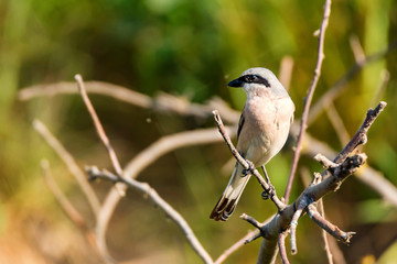 Lesser grey shrike or Lanius minor rests on branch