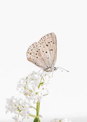 Northern Blue on Bedstraw Flowers