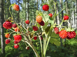 Bouquet of twigs with ripe strawberries - summer time is in full swing
