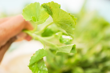 Beautiful closeup green vegetable, Asiatic Pennywort.