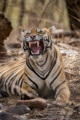 Fototapeta premium A lazy morning, a tigress and yawn at Ranthambore National Park