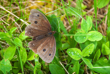 Fototapeta premium Beautiful butterfly on a flower