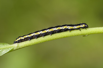 Obraz na płótnie Canvas Long striped caterpillar with a beautiful pattern on its sides