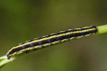 Long striped caterpillar with a beautiful pattern on its sides