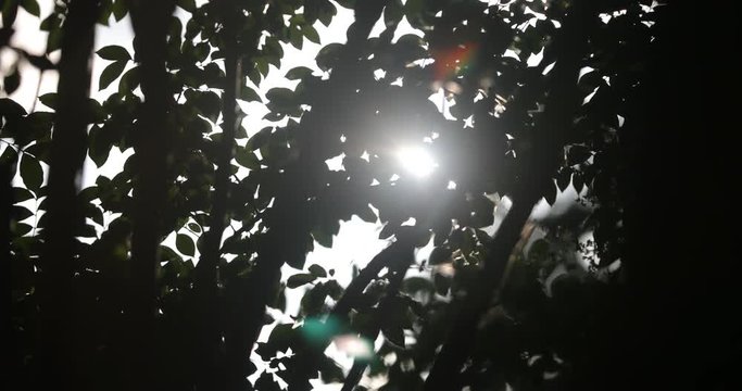 Sliding from the shadow, revealing the sun that is shining through the trees and with a beautiful flare in 4K