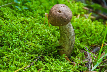 Beautiful fungus boletus Boletus reticulatus in a wood.