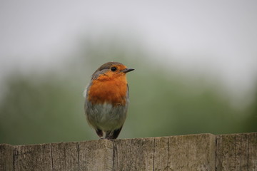 robin with single rain drop on head 