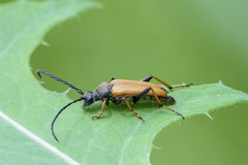 Beetle with long mustache