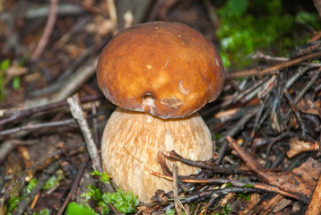 Fresh porcini mushrooms in forest. Brown boletus mushroom, greater edible mushroom