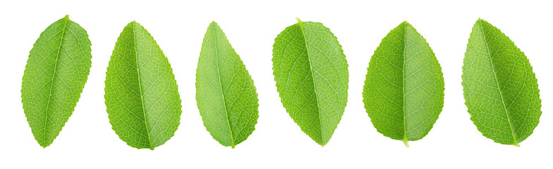 Obraz premium Bilberry leaf set isolated on a white.