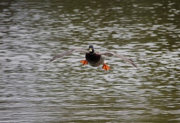 duck coming into land on a lake