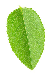 Bilberry leaf isolated on a white.