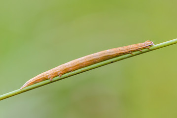 Thin and long caterpillar of orange color with a beautiful pattern