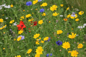 wild flowers growing at the side of the road