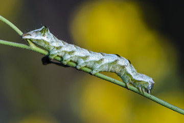 A green caterpillar with a beautiful pattern