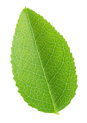 Obraz premium Bilberry leaf isolated on a white.