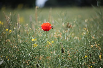 poppy single in a feild