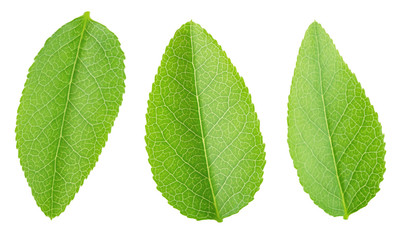 Fototapeta premium Bilberry leaf set isolated on a white.