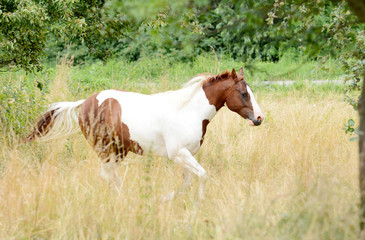 Beautiful piebald young horse galloping in the field.