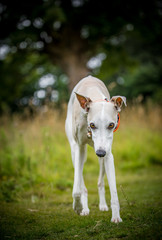 The Whippet