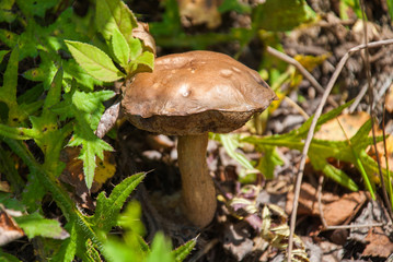 Bitter Russule mushroom