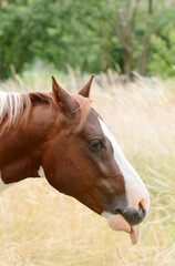 Fototapeta premium Beautiful piebald young horse galloping in the field.