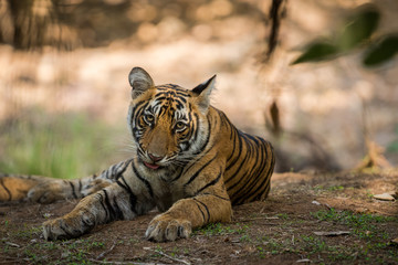 Fototapeta na wymiar A morning time well spent with a female tiger cub at Ranthambore National Park