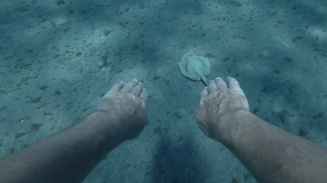 A man swim for a Blue-spotted Stingray, Taeniura lymma over sandy bottom, from the 1-st person (virtual reality) Underwater shot, 4K / 60fps

