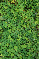 Natural background,top view of small plants