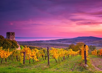 Tuinposter Kleurrijke zonsondergang over wijngaarden aan het Balatonmeer, Hongarije © Horváth Botond