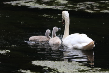 swan and baby signets fluffy feathers .mother and baby 