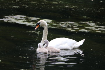 swan and baby signets fluffy feathers .mother and baby 