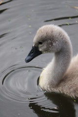 swan and baby signets fluffy feathers .mother and baby 