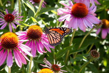 butterfly on conflower