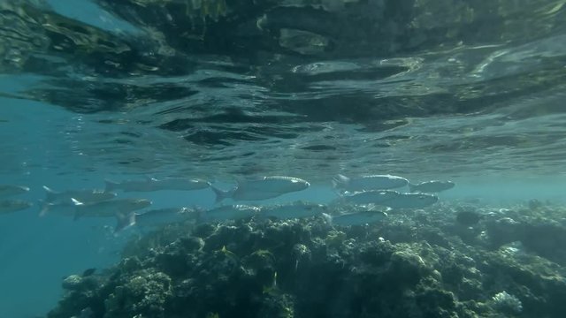 school of Striped Mullet Mugil cephalus swim under surface near coral reef. (Underwater shot, 4K / 60fps)

