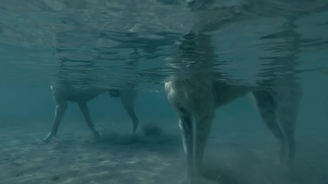 Two dogs walks in shallow water and catch crabs digging them out of sand, Red sea, Marsa Alam, Marsa Mubarak, Egypt (Split level, Underwater view, 4K / 60fps)
